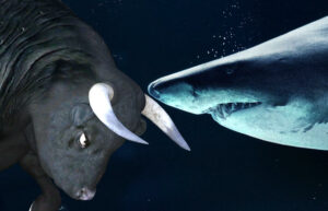 shark and bull facing off