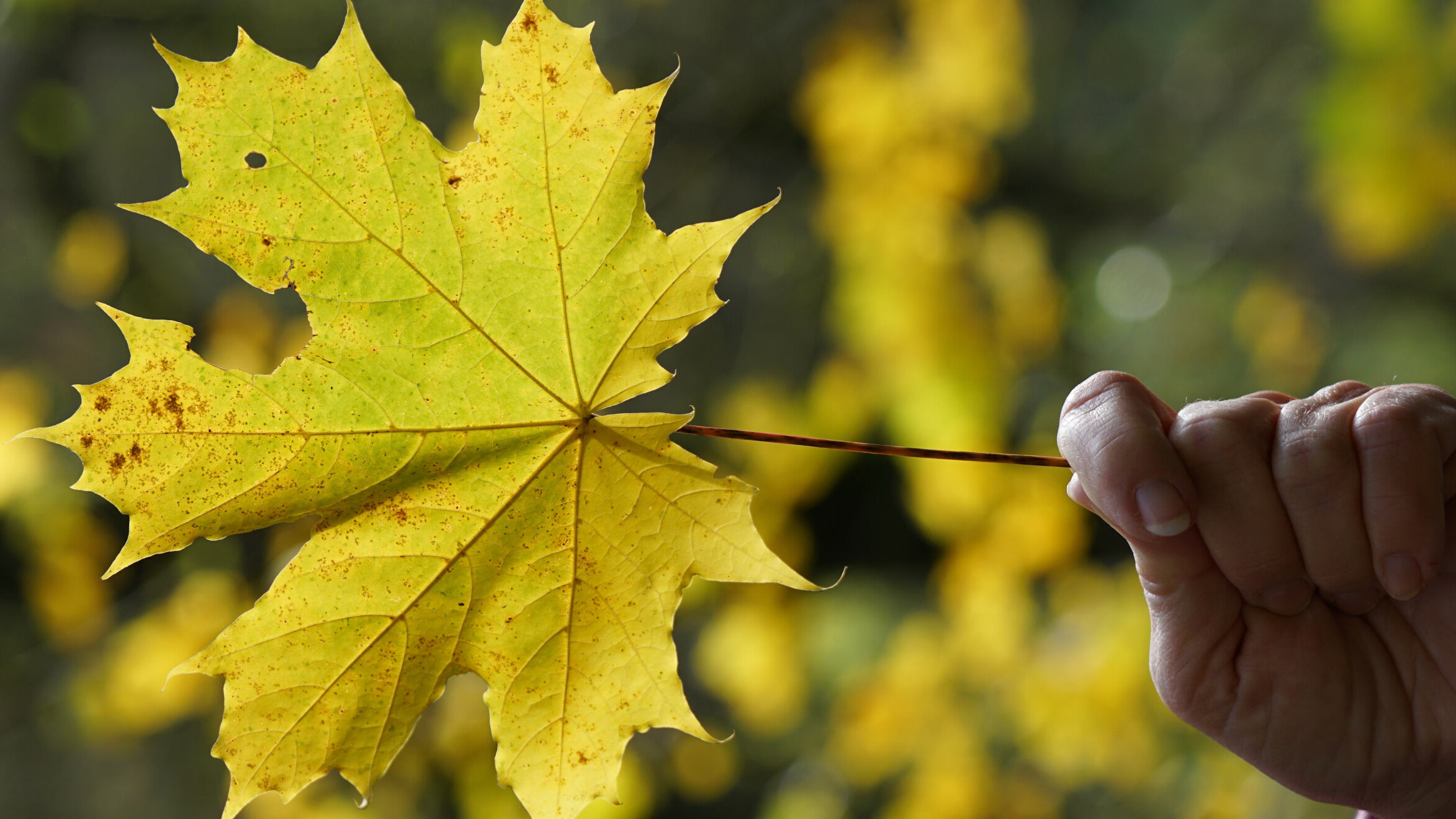 Turning over a New Leaf